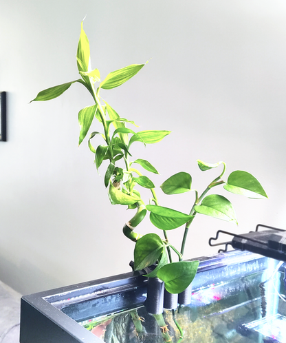 Aqua Pothos Lite - aquarium plant holder that hangs on the rim of a tank