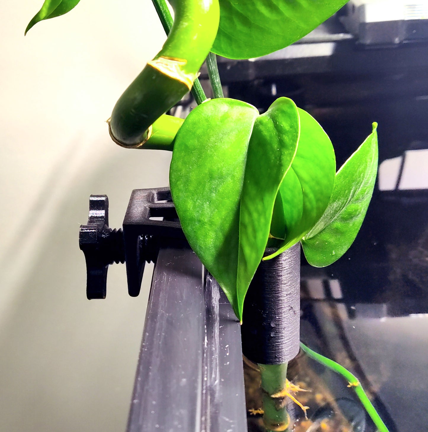 Aqua Pothos Lite - aquarium plant holder that hangs on the rim of a tank